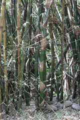 Bambusa stenostachya