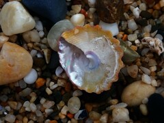 Astralium tentoriiforme