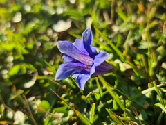 Gentiana clusii