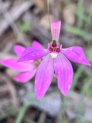 Caladenia