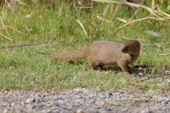 Urva auropunctata