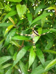 Argiope versicolor
