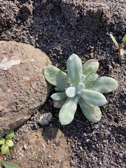 Pseudognaphalium stramineum