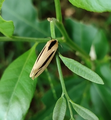 Creatonotos