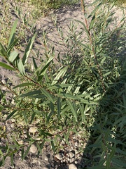 Salix lasiandra