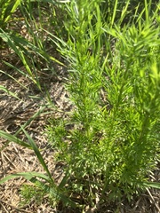 Artemisia capillaris