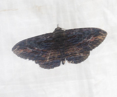 Anisoneura salebrosa
