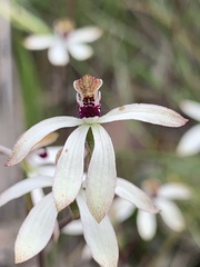 Caladenia cucullata