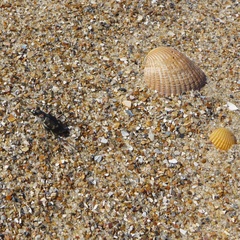 Cicindela maritima maritima