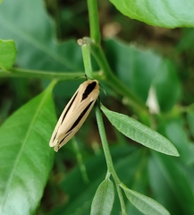 Creatonotos