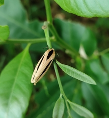 Creatonotos