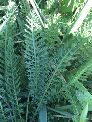 Achillea millefolium