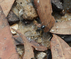 Polyrhachis semiaurata