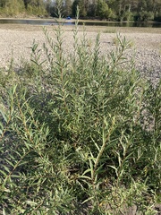 Salix lasiandra