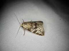 Bryophilina mollicula