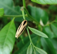 Creatonotos