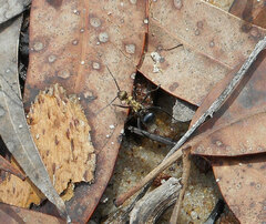 Polyrhachis semiaurata
