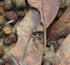 Polyrhachis semiaurata