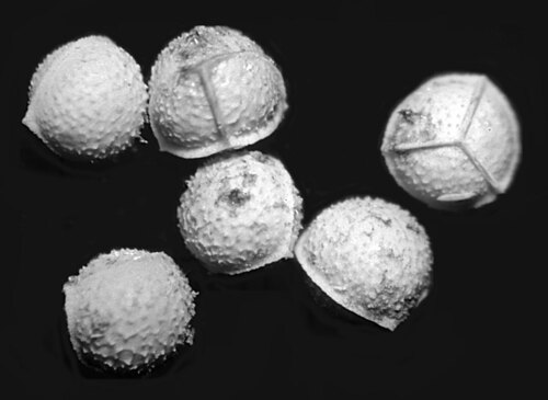 Western quillwort (Isoetes occidentalis)