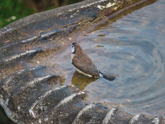 Stizoptera bichenovii