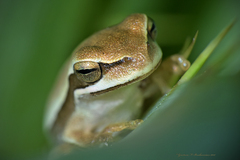 Boana pulchella