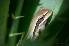 Boana pulchella