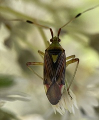Pseudopantilius australis