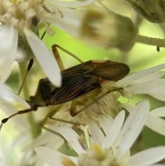 Pseudopantilius australis