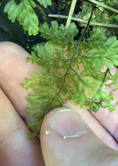 Hymenophyllum