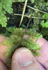 Hymenophyllum