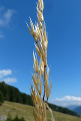 Bromus erectus