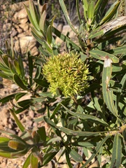 Protea witches broom phytoplasma