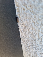 Armadillidium nasatum