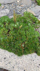 Juniperus horizontalis