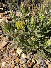 Protea witches broom phytoplasma
