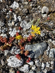 Sedum divergens