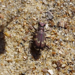 Cicindela maritima maritima