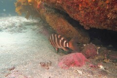 Chirodactylus spectabilis