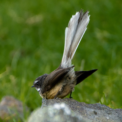 Rhipidura fuliginosa placabilis