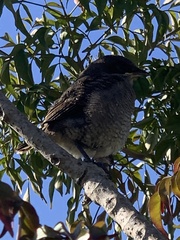 Lanius collaris collaris