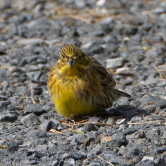 Emberiza citrinella caliginosa