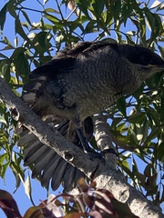 Lanius collaris collaris