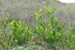 Acacia longifolia sophorae