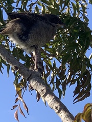 Lanius collaris collaris