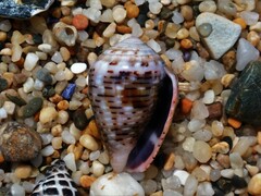 Conus coronatus