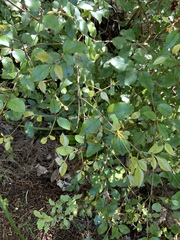 Pterophylla racemosa