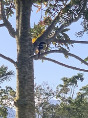 Lanius collaris collaris