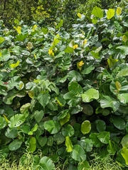 Dillenia suffruticosa