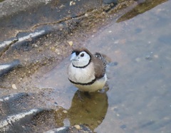 Stizoptera bichenovii