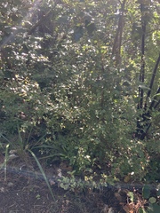 Pterophylla racemosa